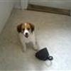 Kooiker