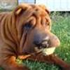 Shar Pei