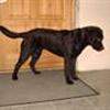 Brun labrador