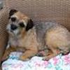Border Terrier <3