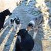 Randers & omegn møde gruppe for størrere hunde