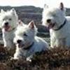 Klub westie