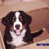 Berner sennen hunde