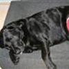 Hunde med HD