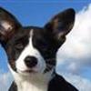 Welsh Corgi Cardigan & Pembroke