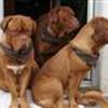 For os med mere end  3 hunde