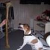 Dansk Svensk Gaardhund