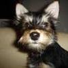 Terrier & Terrieblandinger