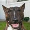 Minibull