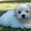 Coton de Tulear- charme, selvtillid og lækkert hår