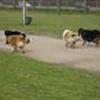 Hyrdehundetræf Odense