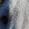 Miniature Bullterrier FCI/DKK