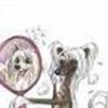 De ærlige Chinese Crested