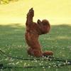 Ugens hunde