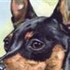 Dværgpinscher / blandinger UDEN tavle