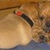 Jeg elsker min hund/mine hunde