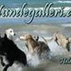 Hundegalleri.dk ©