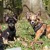 Chihuahua i Kgs. Lyngby