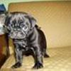 Mops