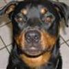 Os der elsker Rottweilere