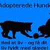 Adopterede Hunde