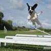 Vi med agility-hund