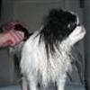 Hundesalonen