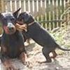 Søde hunde
