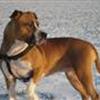 Legedag samt socialisering af vores hunde
