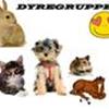 DYREGRUPPEN