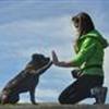 "TRÆN DIN HUND"