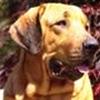 World Dog Show