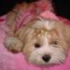 Team Lhasa apso