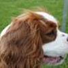 Cavaliere i DK