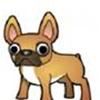 Fransk Bulldog