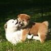 Super Shibaer