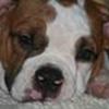 Old English Bulldogge.