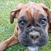 Heldige Boxer-ejere :-)