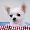 Nordjyllands chihuahuaer