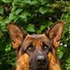 Shæferhundegruppen:D