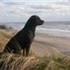Rottweiler i DK