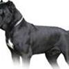 Cane Corso Italiano