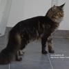 Vi med katte