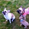 legesyge hunde i 8700
