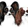 Papillon & Phalene.