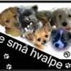 De Små Hvalpe