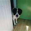 Os med de store,dejlige hunde:)