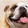 Bulldogs and friends - Den åbne Gruppe