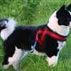 Karelsk Bjørnehund