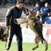 Opdræt af hunde